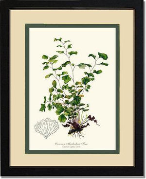 Maidenhair Fern, Common Botanical Wall Art Print-Charting Nature