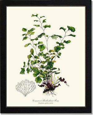 Maidenhair Fern, Common Botanical Wall Art Print-Charting Nature