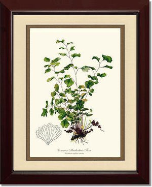 Maidenhair Fern, Common Botanical Wall Art Print-Charting Nature