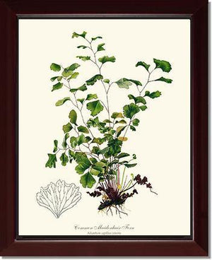 Maidenhair Fern, Common Botanical Wall Art Print-Charting Nature