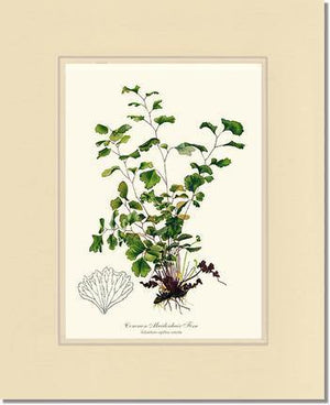 Maidenhair Fern, Common Botanical Wall Art Print-Charting Nature