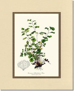 Maidenhair Fern, Common Botanical Wall Art Print-Charting Nature