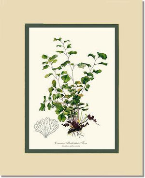 Maidenhair Fern, Common Botanical Wall Art Print-Charting Nature