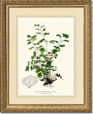 Maidenhair Fern, Common Botanical Wall Art Print-Charting Nature