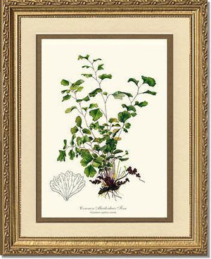 Maidenhair Fern, Common Botanical Wall Art Print-Charting Nature