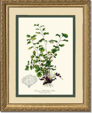 Maidenhair Fern, Common Botanical Wall Art Print-Charting Nature