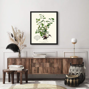 Maidenhair Fern, Common Botanical Wall Art Print-Charting Nature