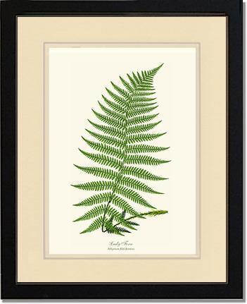 Lady Fern Botanical Wall Art Print-Charting Nature