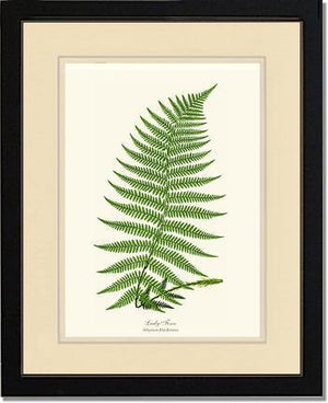 Lady Fern Botanical Wall Art Print-Charting Nature
