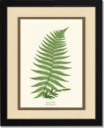 Lady Fern Botanical Wall Art Print-Charting Nature