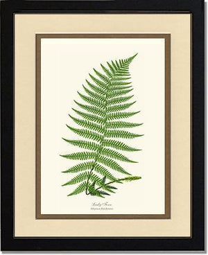 Lady Fern Botanical Wall Art Print-Charting Nature