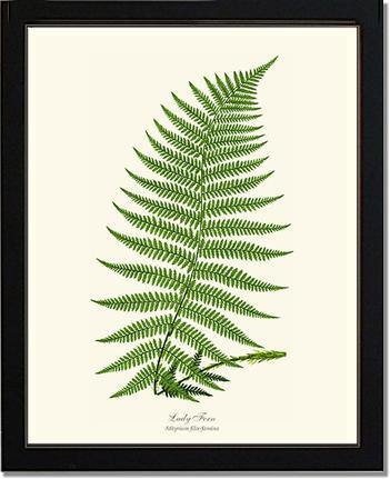 Lady Fern Botanical Wall Art Print-Charting Nature