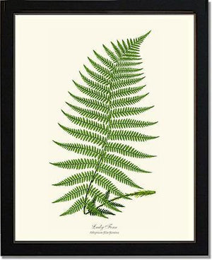Lady Fern Botanical Wall Art Print-Charting Nature