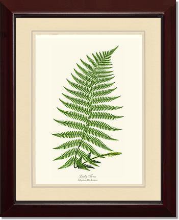 Lady Fern Botanical Wall Art Print-Charting Nature