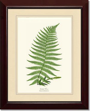 Lady Fern Botanical Wall Art Print-Charting Nature