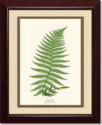 Lady Fern Botanical Wall Art Print-Charting Nature