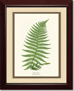 Lady Fern Botanical Wall Art Print-Charting Nature