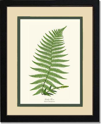 Lady Fern Botanical Wall Art Print-Charting Nature