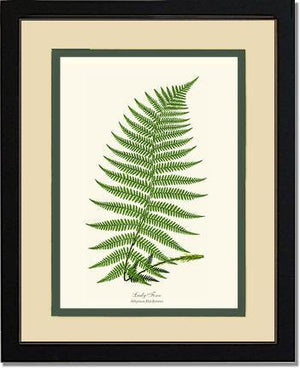 Lady Fern Botanical Wall Art Print-Charting Nature