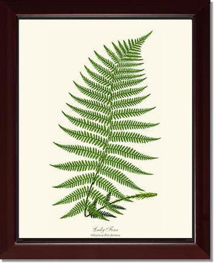 Lady Fern Botanical Wall Art Print-Charting Nature