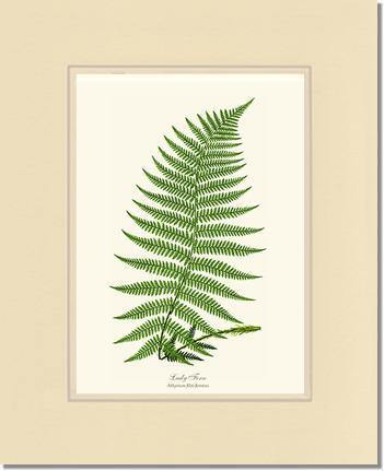 Lady Fern Botanical Wall Art Print-Charting Nature