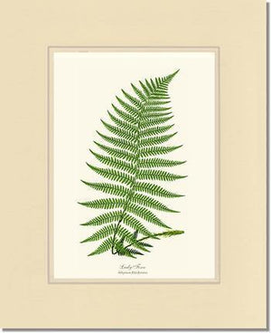 Lady Fern Botanical Wall Art Print-Charting Nature