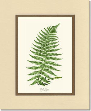 Lady Fern Botanical Wall Art Print-Charting Nature