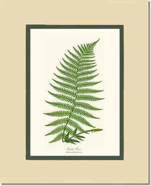 Lady Fern Botanical Wall Art Print-Charting Nature