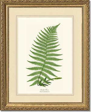 Lady Fern Botanical Wall Art Print-Charting Nature