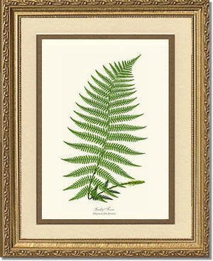 Lady Fern Botanical Wall Art Print-Charting Nature