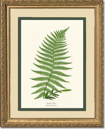 Lady Fern Botanical Wall Art Print-Charting Nature