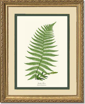 Lady Fern Botanical Wall Art Print-Charting Nature