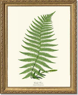 Lady Fern Botanical Wall Art Print-Charting Nature