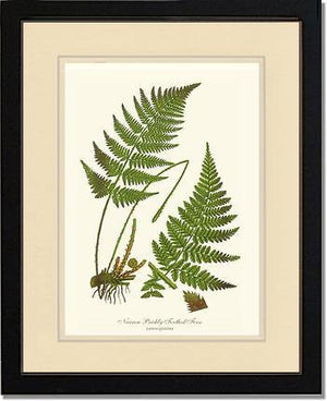 Narrow Prickly Toothed Fern Botanical Wall Art Print-Charting Nature