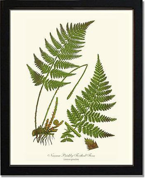 Narrow Prickly Toothed Fern Botanical Wall Art Print-Charting Nature