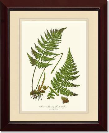 Narrow Prickly Toothed Fern Botanical Wall Art Print-Charting Nature