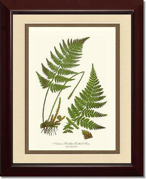 Narrow Prickly Toothed Fern Botanical Wall Art Print-Charting Nature