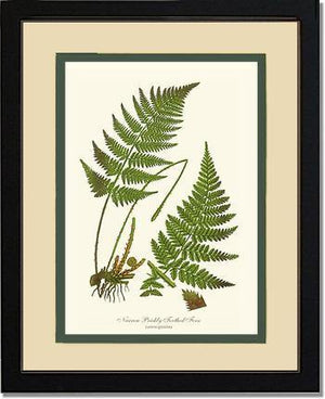 Narrow Prickly Toothed Fern Botanical Wall Art Print-Charting Nature