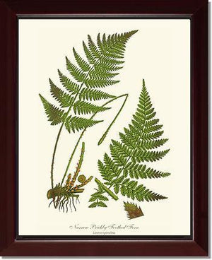 Narrow Prickly Toothed Fern Botanical Wall Art Print-Charting Nature