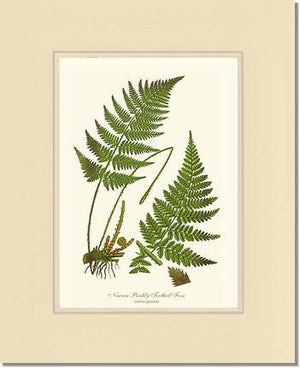 Narrow Prickly Toothed Fern Botanical Wall Art Print-Charting Nature