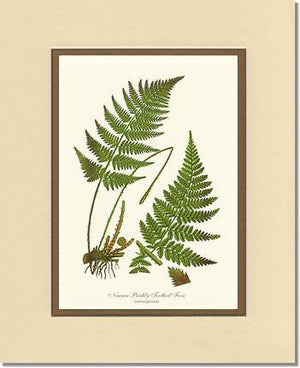 Narrow Prickly Toothed Fern Botanical Wall Art Print-Charting Nature