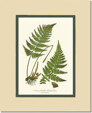 Narrow Prickly Toothed Fern Botanical Wall Art Print-Charting Nature