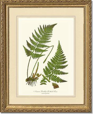 Narrow Prickly Toothed Fern Botanical Wall Art Print-Charting Nature