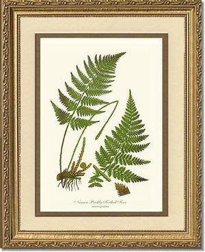 Narrow Prickly Toothed Fern Botanical Wall Art Print-Charting Nature