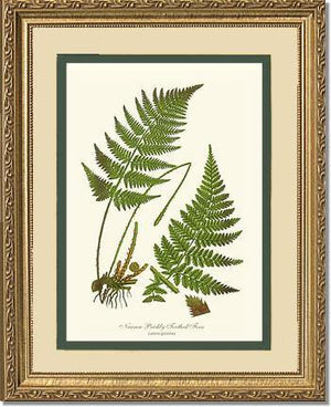 Narrow Prickly Toothed Fern Botanical Wall Art Print-Charting Nature