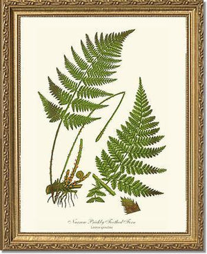 Narrow Prickly Toothed Fern Botanical Wall Art Print-Charting Nature