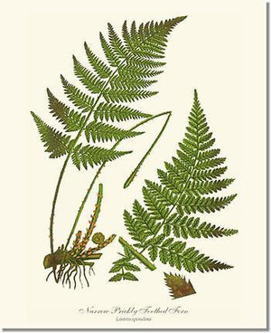 Narrow Prickly Toothed Fern Botanical Wall Art Print-Charting Nature