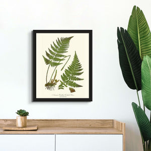 Narrow Prickly Toothed Fern Botanical Wall Art Print-Charting Nature