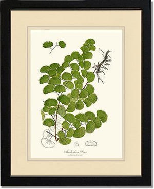 Maidenhair Fern Botanical Wall Art Print-Charting Nature