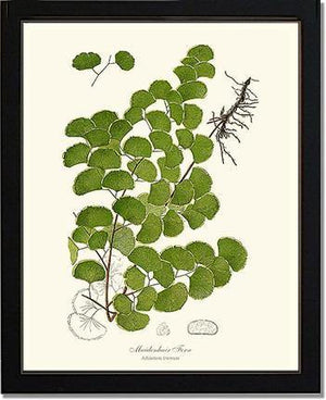 Maidenhair Fern Botanical Wall Art Print-Charting Nature